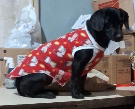 Cão