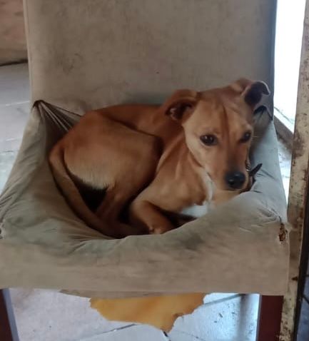 Cão