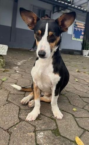 Cão
