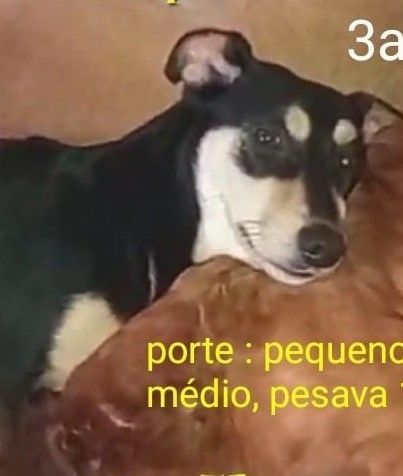 Trovão