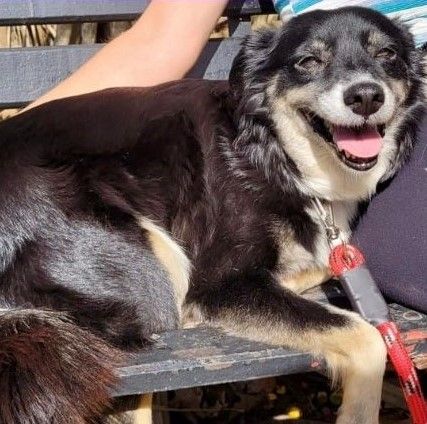 Cão