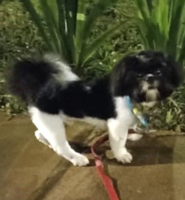 Camilo