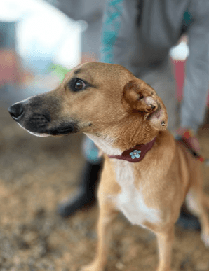 Cão