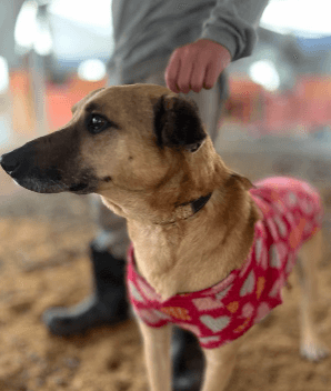 Cão