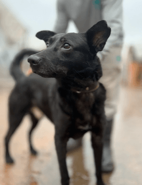 Cão