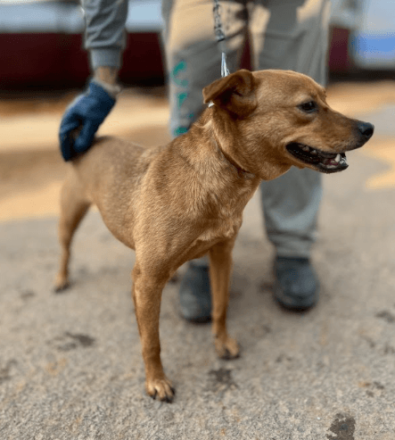 Cão