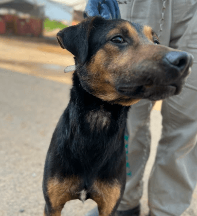 Cão