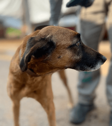 Cão