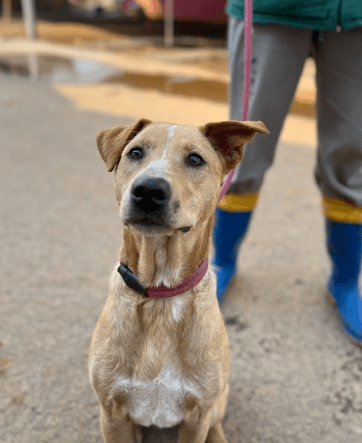 Cão