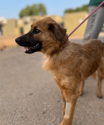 Cão