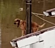 Cão