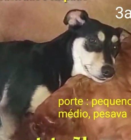 Trovão
