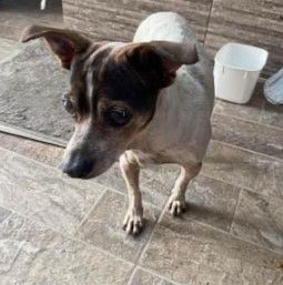 Cão