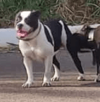 Megue e luna