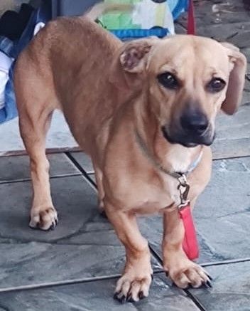 Cão
