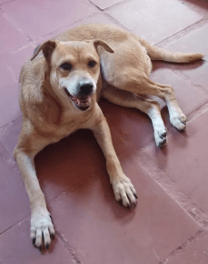 Layka