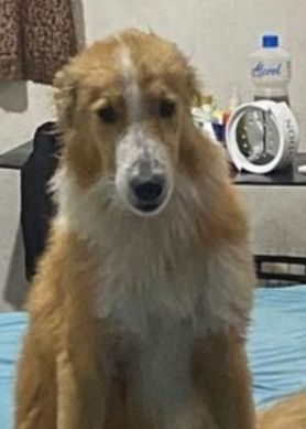 Bolinha