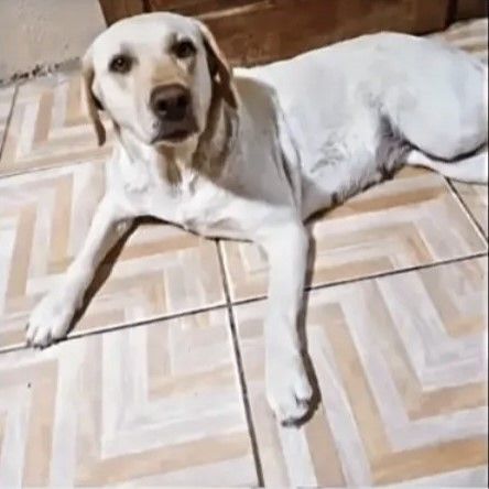 Lua