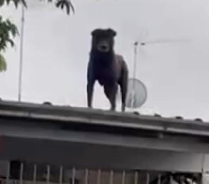 Negão