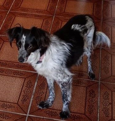 Moisés