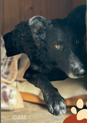 Cão