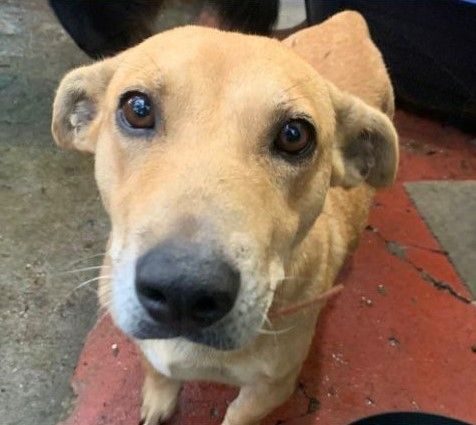 Cão