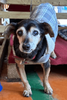 Cão