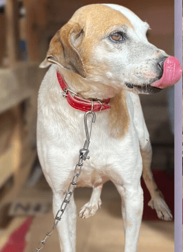 Cão