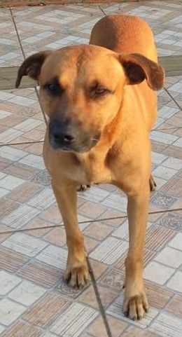 Cão
