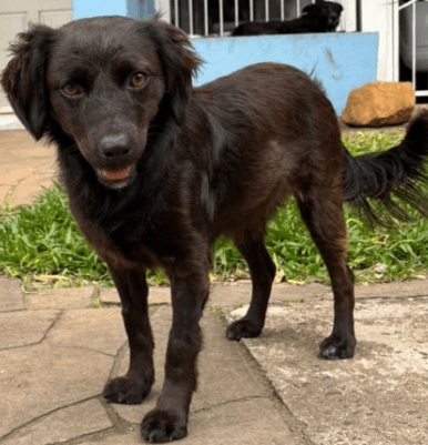 Cão