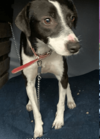 Cão