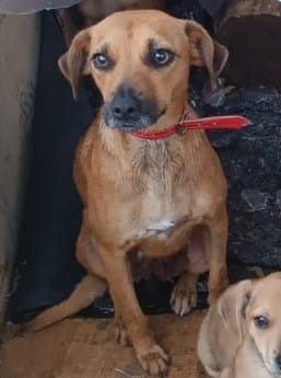 Cão