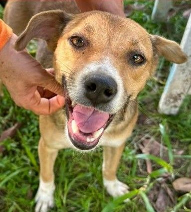 Cão
