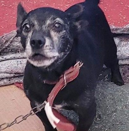 Cão