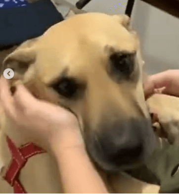 Cão