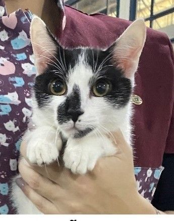 Gato