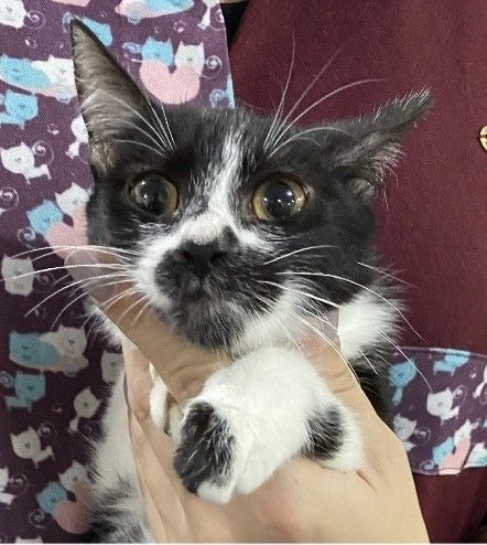 Gato
