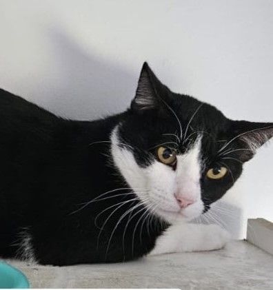 Gato