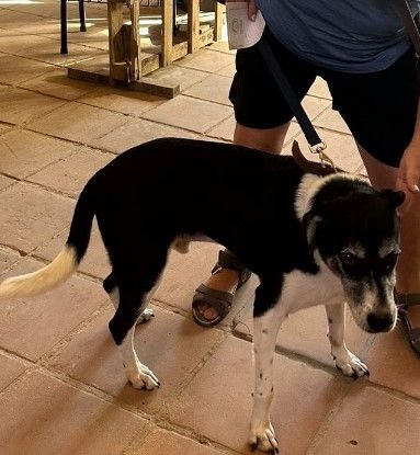 Cão
