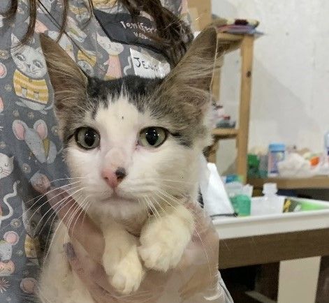 Gato