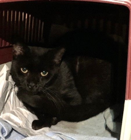 Gato