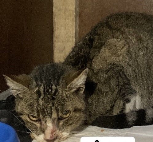 Gato