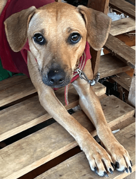 Cão