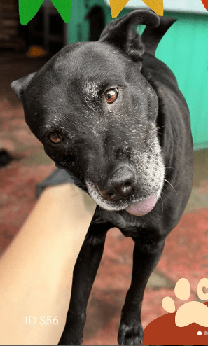 Cão