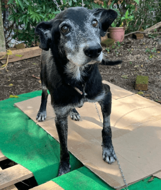 Cão