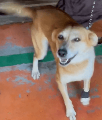 Cão