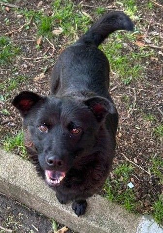 Cão