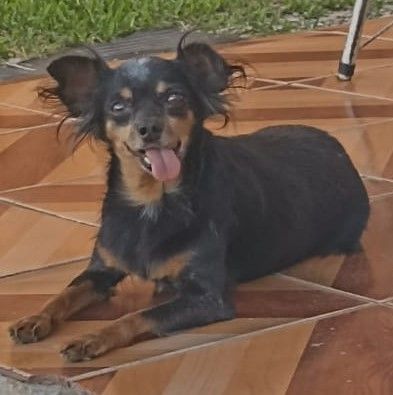 Estrelinha