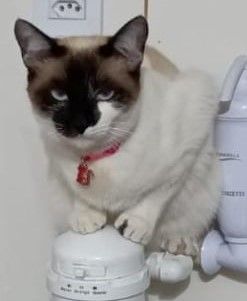 Bela