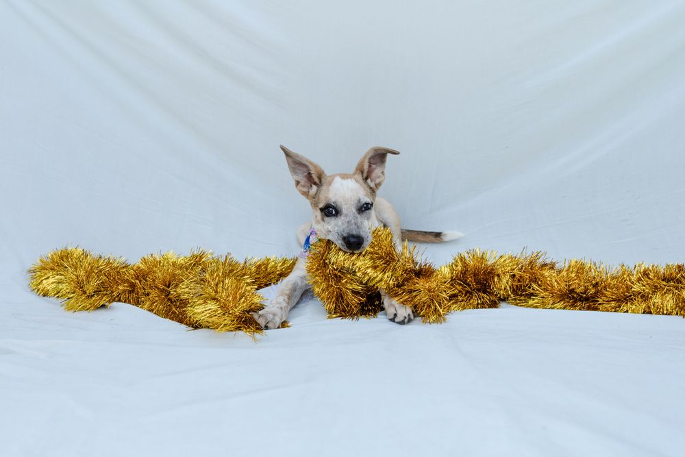Cão
